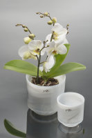 ALABASTER orchid pot