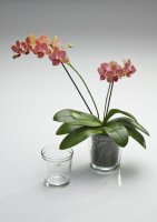 Orchideenkübel klar