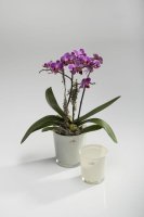 Orchideenkübel creme