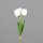 Tulpen Bund x3,  44 cm, cream, 24/192