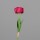 Tulpen Bund x3, 44 cm, fuchsia, 24/192
