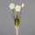 Tulpen Bund, 46 cm, dark cream, 8/48