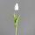Tulpe, 45 cm, white, 36/360