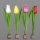 Tulpen Steckerx4,farbig sort,22cm,24/144