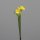 Narzisse mit 5 Blüten, yellow, 24/240