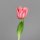Tulpe PU, 24 cm, rosee, 36/216