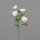 Mohn, 55 cm, white-rosee, 24/240