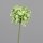 Allium mit Blüten, 46 cm, green, 24/144