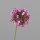Allium mit Blüten, 46 cm, pink, 18/144