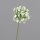 Allium mit Blüten, 46 cm, cream, 24/144