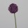 Allium, 75 cm, lavender, 12/72