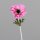 Anemone, 36 cm, rosee, 32/256