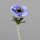 Anemone, 54 cm, blue, 24/168