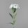 Dianthus, 55 cm, cream, 24/144