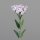 Dianthus, 55 cm, lilac, 24/144