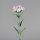 Dianthus, 55 cm, rosee, 24/144