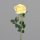 Rose, 70 cm, yellow, 24/144