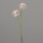 Allium, 50 cm, dusty-pink, 24/192