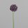 Allium, 56 cm, lavender, 24/240