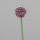 Allium, 56 cm, lilac, 24/240