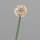 Allium, 56 cm, rosee, 24/240