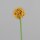 Allium, 56 cm, orange-yellow, 24/240
