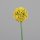 Allium, 65 cm, yellow, 16/128