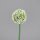Allium, 65 cm, cream, 16/128