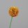 Allium, 65 cm, orange, 16/128