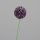 Allium, 65 cm, lavender, 16/128
