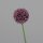 Allium, 65 cm, lilac, 16/128