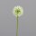 Allium, 50 cm, green, 24/192