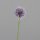 Allium, 50 cm, fuchsia, 24/192