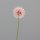 Allium, 50 cm, rosee, 24/192