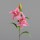 Lilie mit zwei Blüten, 75 cm, pink,24/96