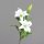 Lilie mit zwei Blüten, 75 cm,cream,24/96