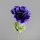Anemone, 35 cm, violett, 36/288