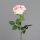 Rose x1, 58 cm, pink-cream, 24/240