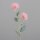 Hamamelis Fruchstand, 55 cm, pink,24/144