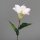 Lilie, 37 cm, rosee, 72/432