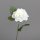 Gartenrose, 37 cm, white, 48/576