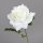 Rose mit offener Blüte, white, 48/480