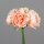 Päonien Bouquet, 26 cm, peach, 12/96