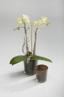 Orchideenkübel braun