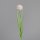 Gras mit Fruchstand, 80 cm, rosee,24/192