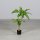 Yuccapalme, 85 cm, 2/12