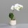 Orchidee im Keramiktopf,cream, 4/24