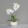 Orchidee im Keramiktopf, cream, 4/20