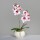 Orchidee im Keramiktopf, pink-white,4/20