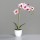 Orchidee, 54 cm, pink-white, 6/36